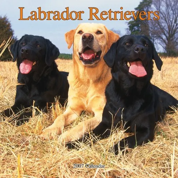 Cover of Labrador Retrievers 2007 Calendar